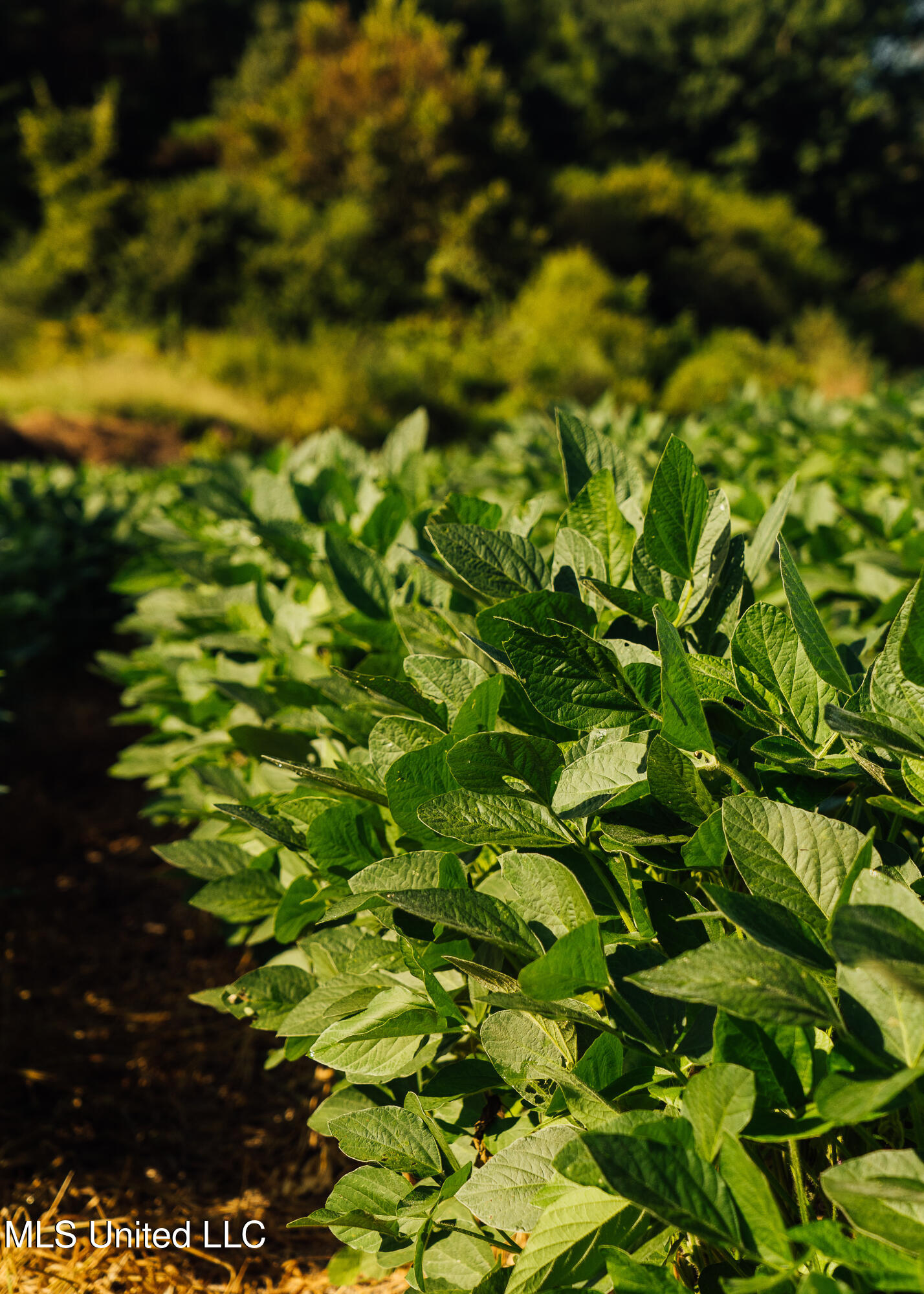Weir-Highpoint Road McCool, MS 39108 - Photo 44 of 67 457 CHOCTAW PICS-37