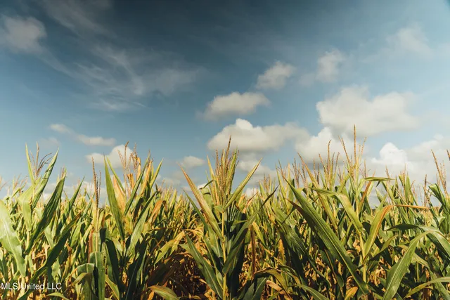 $1,295,000 | Weir-Highpoint Road, McCool, MS 39108