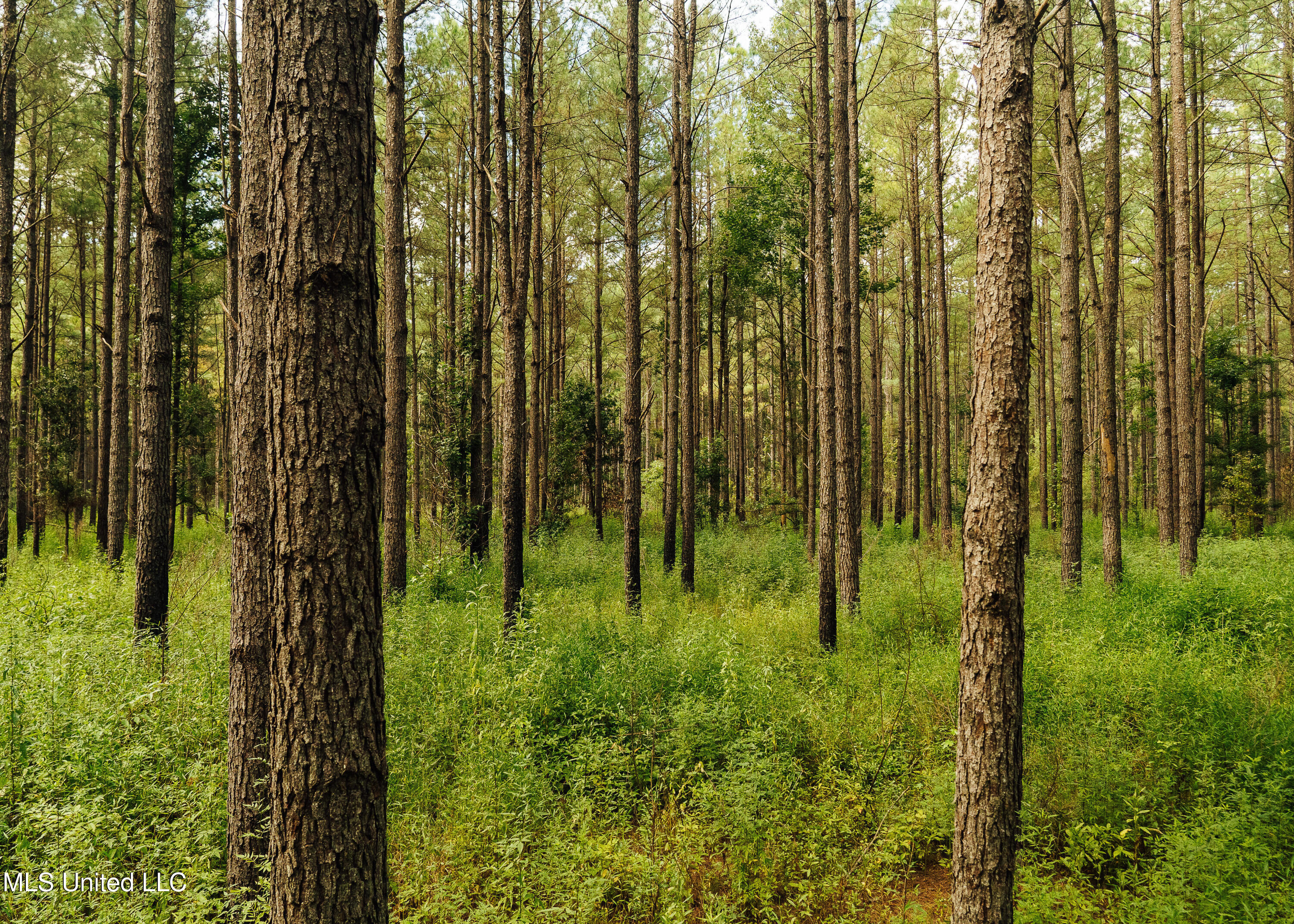 Weir-Highpoint Road McCool, MS 39108 - Photo 50 of 67 457 CHOCTAW PICS-50