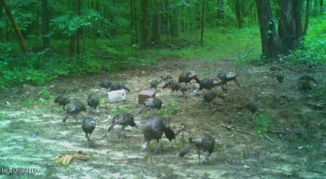 $1,295,000 | Weir-Highpoint Road, McCool, MS 39108