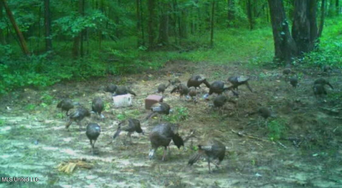 Weir-Highpoint Road McCool, MS 39108 - Photo 51 of 67 IMG_0882