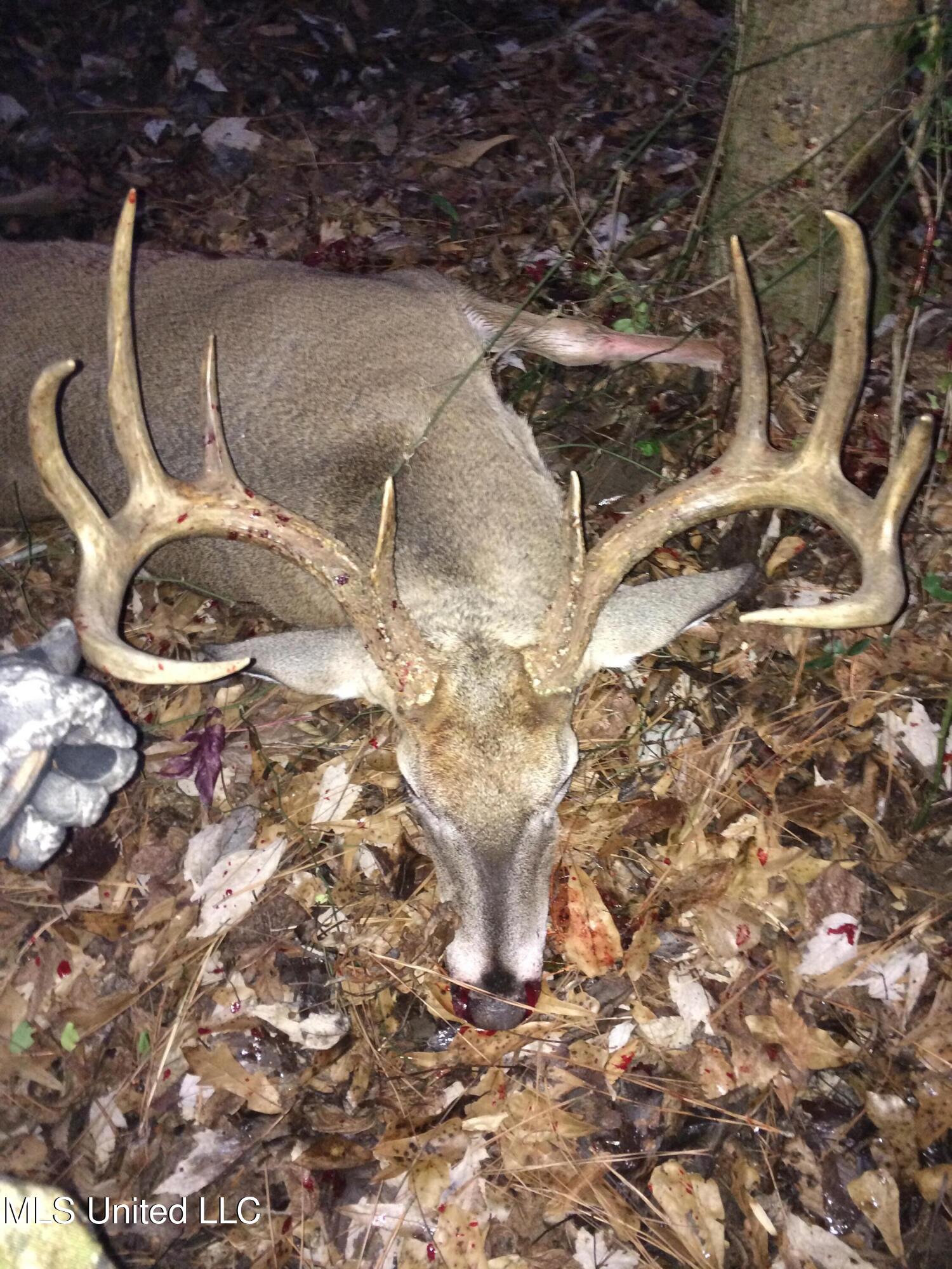 Weir-Highpoint Road McCool, MS 39108 - Photo 52 of 67 Game Pic 3