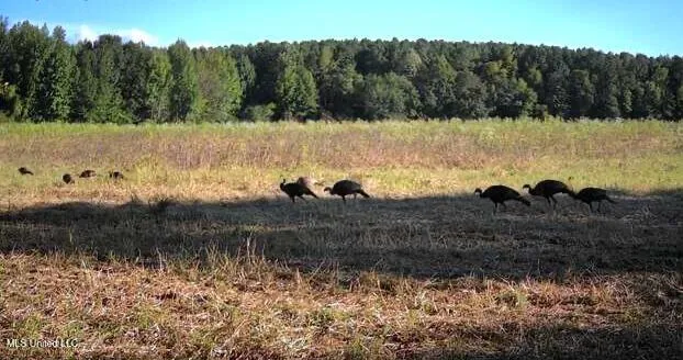 $1,295,000 | Weir-Highpoint Road, McCool, MS 39108