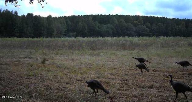 Weir-Highpoint Road McCool, MS 39108 - Photo 58 of 67 IMG_3424(1)