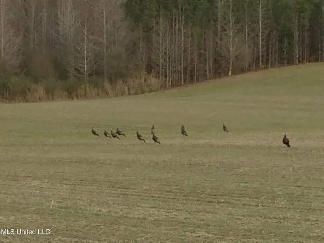 $1,295,000 | Weir-Highpoint Road, McCool, MS 39108