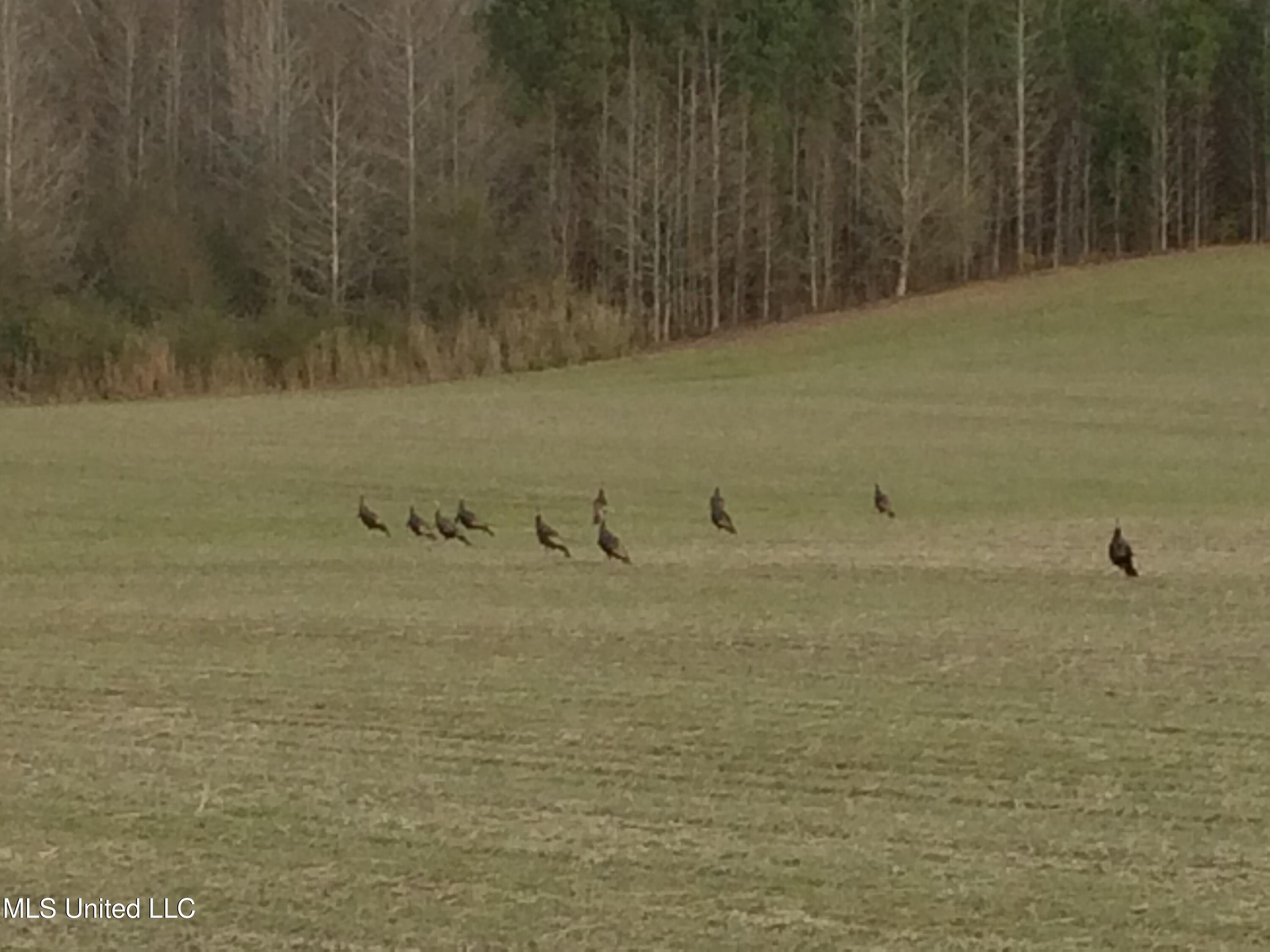 Weir-Highpoint Road McCool, MS 39108 - Photo 59 of 67 Game Pic 4