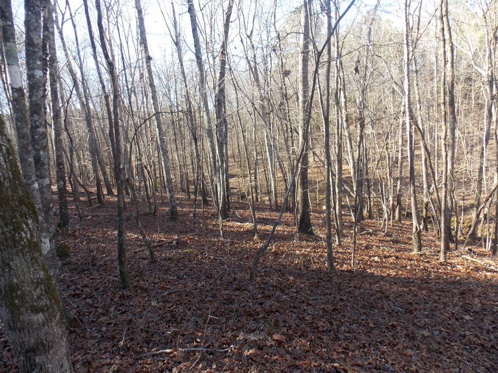 2 Baker Davis Road Lincolnton, GA 30817 - Photo 2 of 9 Gallery Image 2
