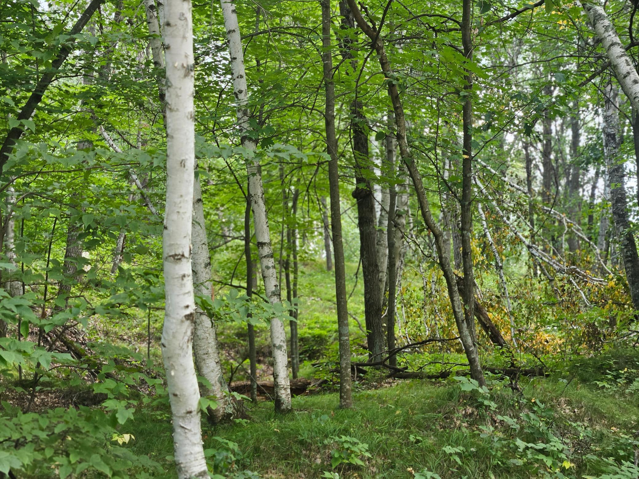 Tract B Richfield Road Southwest Pillager, MN 56473 - Photo 10 of 10