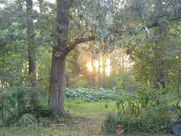 a yard with large trees and plants