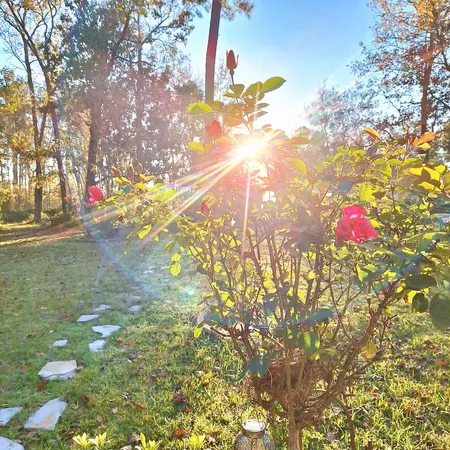 a street view from a yard