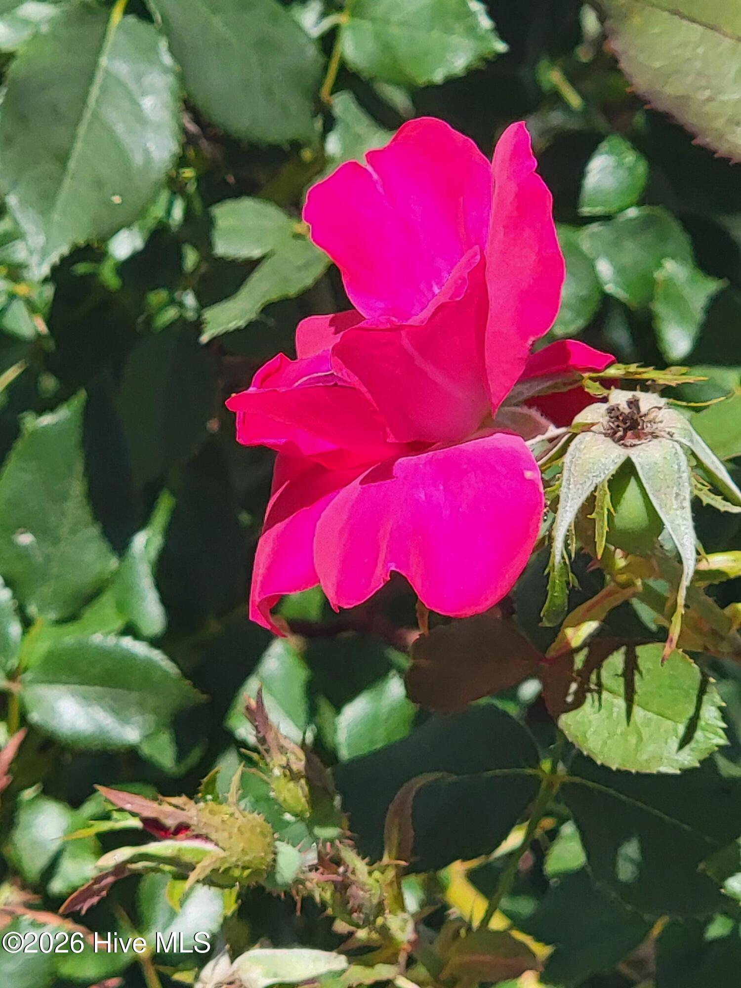 1053 Springdale Road Southport, NC 28461 - Photo 32 of 32 Fushia Roses in the yard