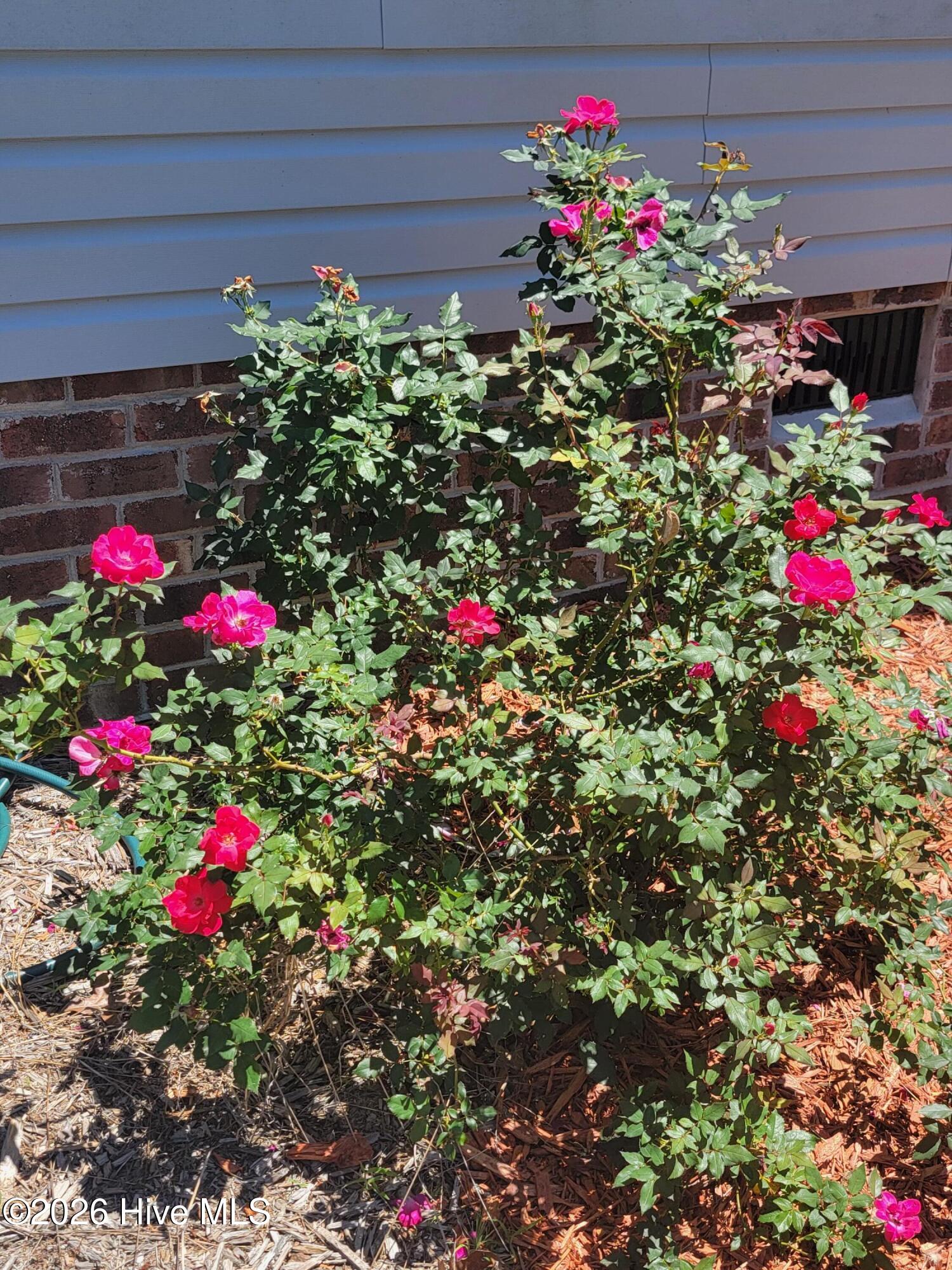 1053 Springdale Road Southport, NC 28461 - Photo 4 of 32 Lovely roses