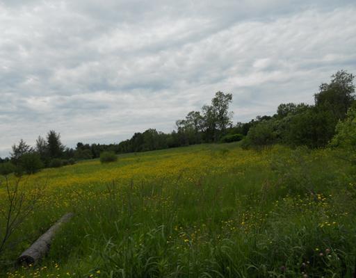 20 Warren Hill Road Palmyra, ME 04965 - Photo 2 of 3 Land.