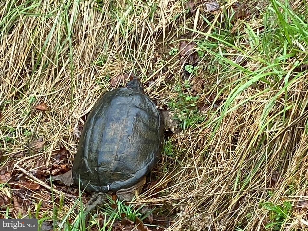 180 5 Forks Road Woodville, VA 22749 - Photo 22 of 44