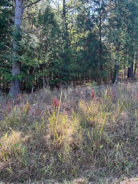 0 Lot 5 Catfish Cove Road Waterloo, SC 29384 - Photo 5 of 16 Gallery Image 5