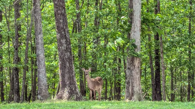 $638,000 | 460 Mate Allen Road, Gainesboro, TN 38562