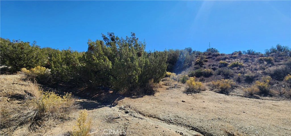 0 Charro Court Tehachapi, CA 93561 - Photo 6 of 11 a view of a yard with a tree