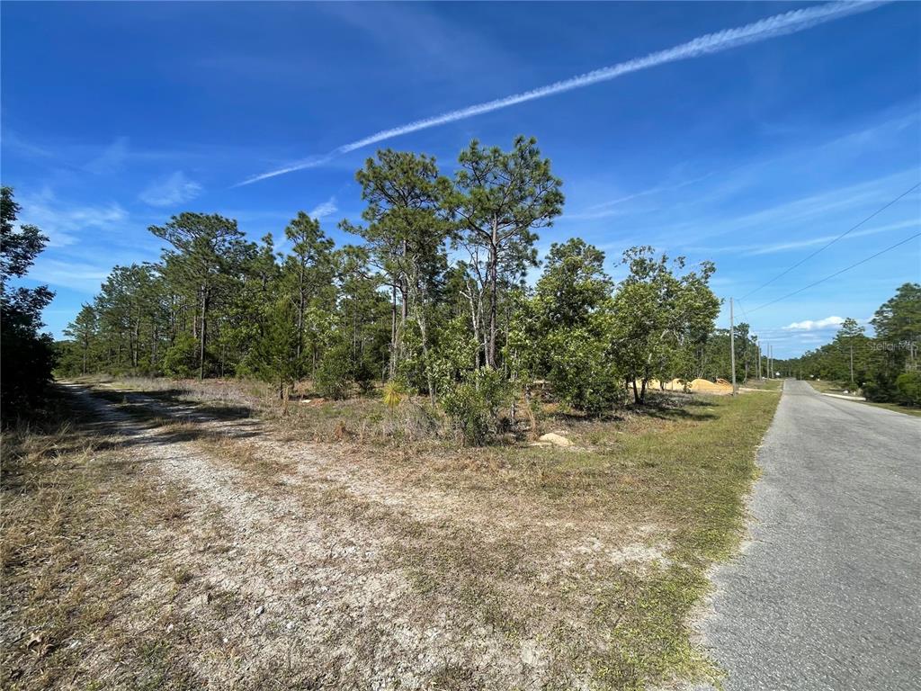 Northeast 7th Place Williston, FL 32696 - Photo 4 of 6 a view of a yard with an trees