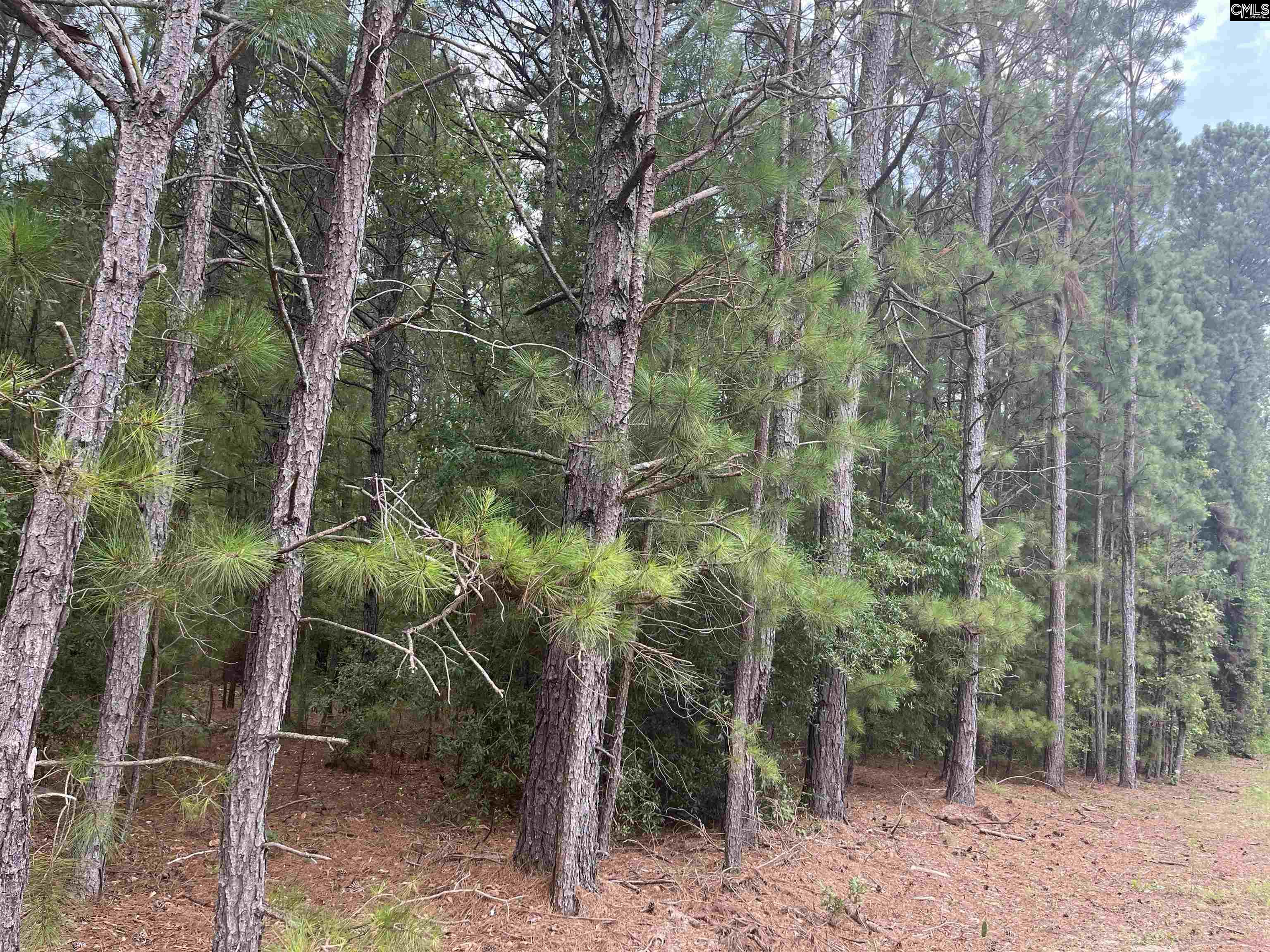 Tbd Festival Trail Road Salley, SC 29137 - Photo 5 of 12