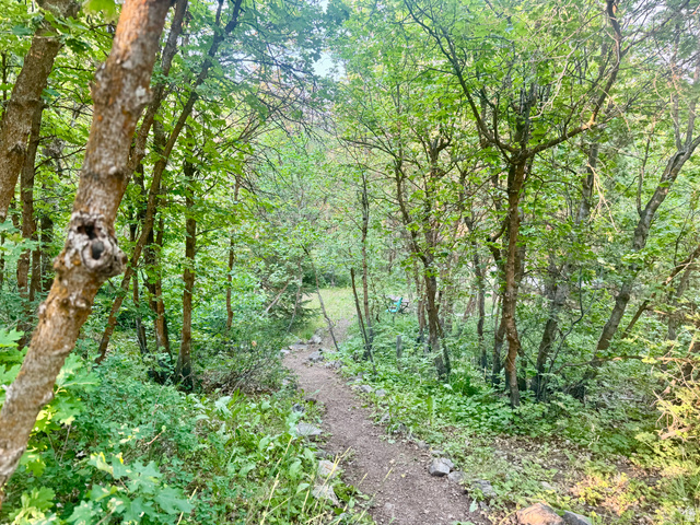 1234 Maple Lane, Unit 123 Midway, UT 84049 - Photo 15 of 19 Wooded terrain featuring a winding natural path through dense foliage