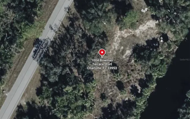 a view of a tree in a forest