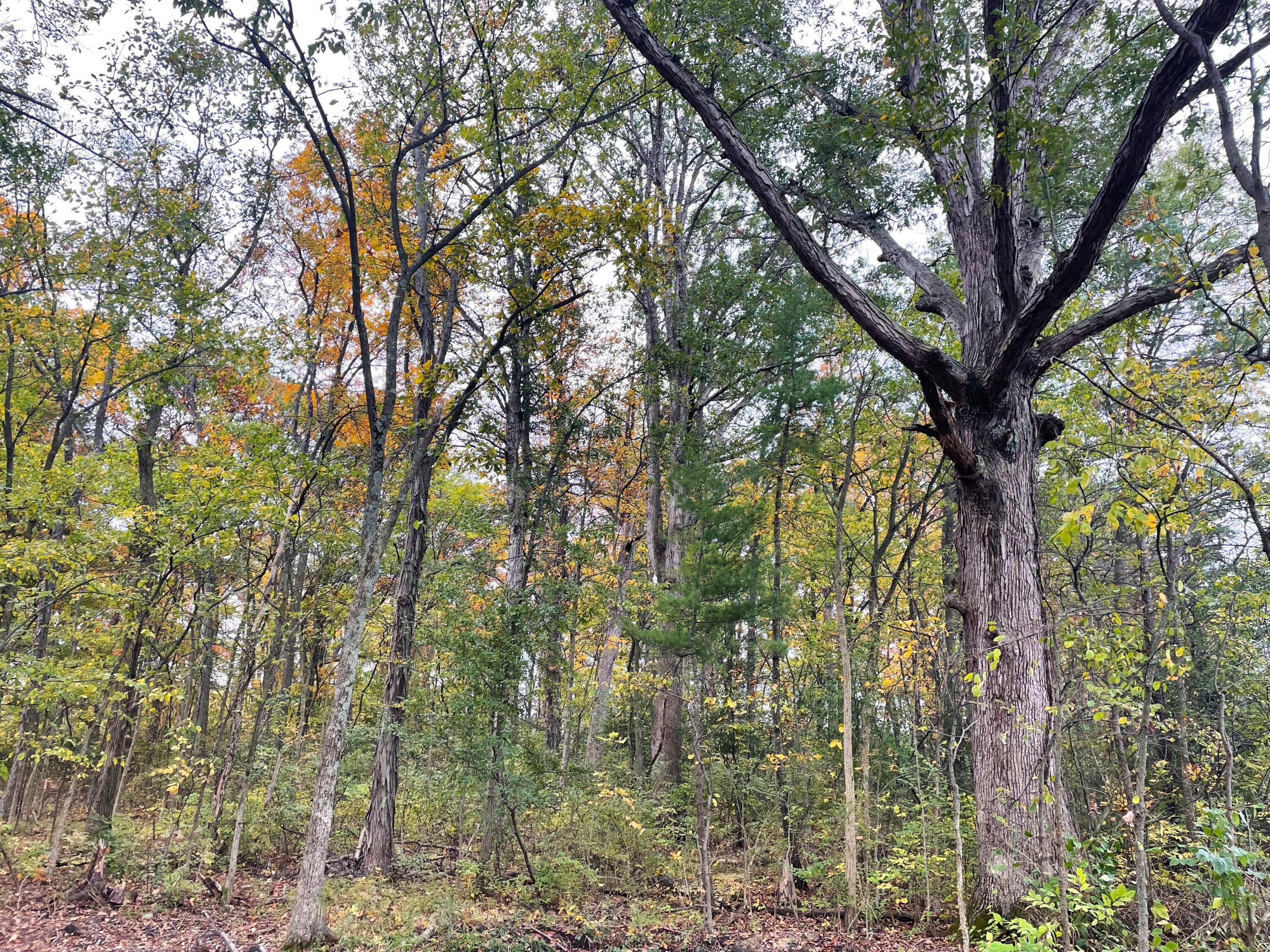 0 Coleman-Brake Road Marysville, OH 43040 - Photo 2 of 5 IMG-4410