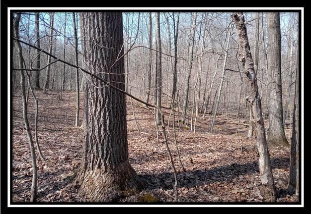 0 Wesley Chapel Rd Mount Mount Perry, OH 43760 - Photo 3 of 50