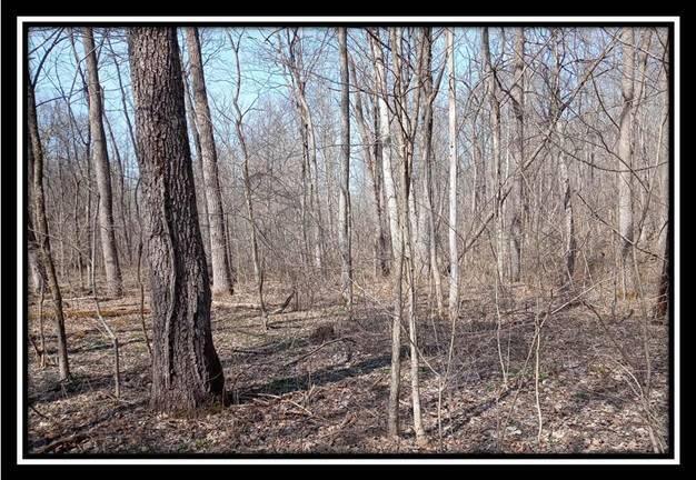 0 Wesley Chapel Rd Mount Mount Perry, OH 43760 - Photo 37 of 50
