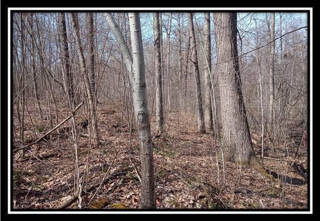 0 Wesley Chapel Rd Mount Mount Perry, OH 43760 - Photo 40 of 50