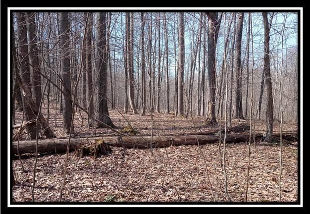 0 Wesley Chapel Rd Mount Mount Perry, OH 43760 - Photo 41 of 50