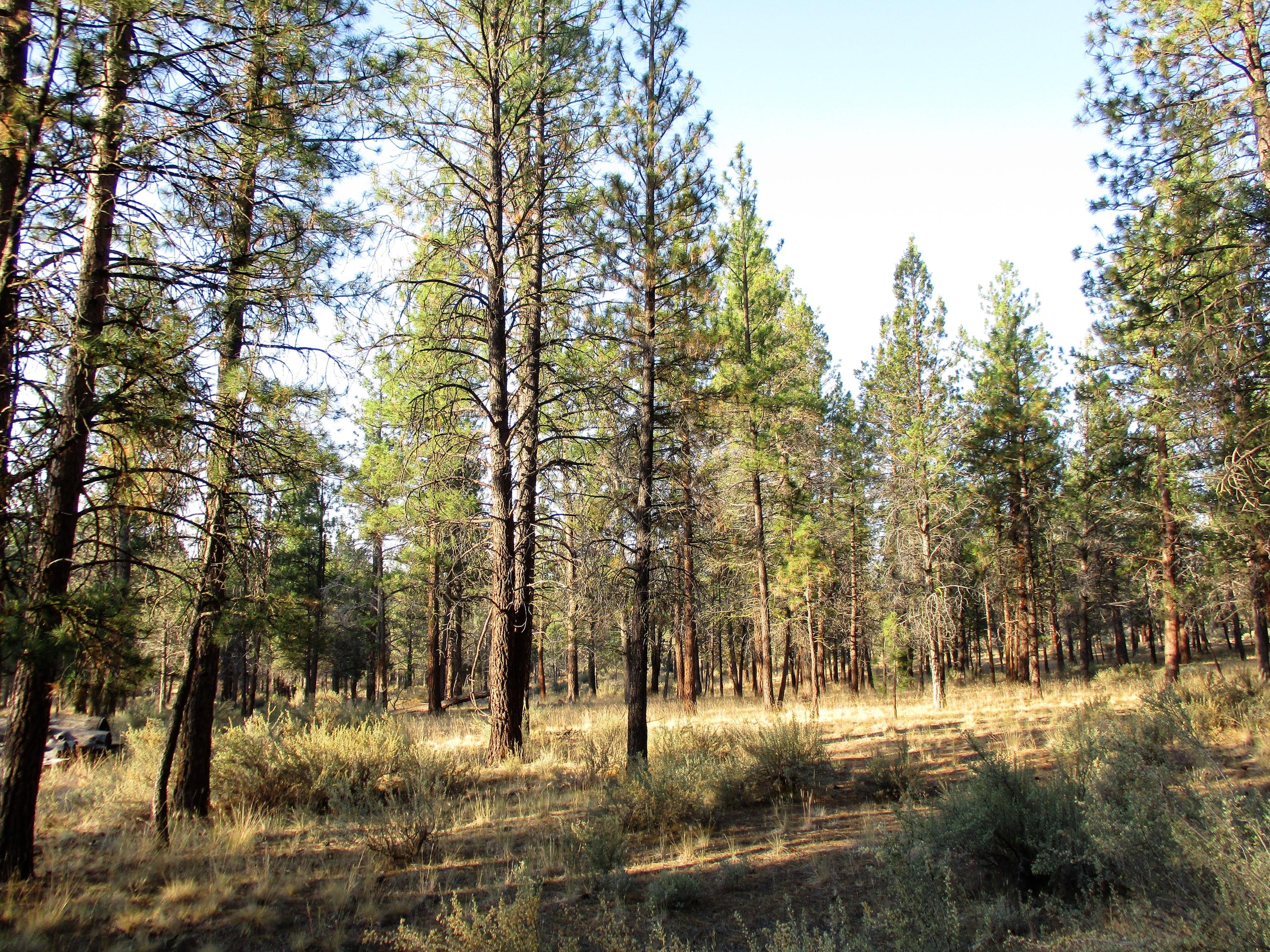 17400 Little Buck Road Sisters, OR 97759 - Photo 13 of 16 13