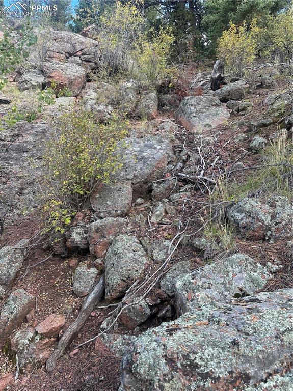 1 County Road Cripple Creek, CO 80813 - Photo 6 of 10 a view of a dry yard with trees and plants