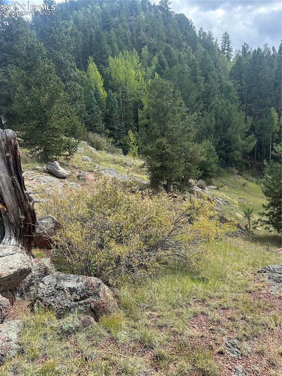 1 County Road Cripple Creek, CO 80813 - Photo 8 of 10 a view of a yard with plants and trees