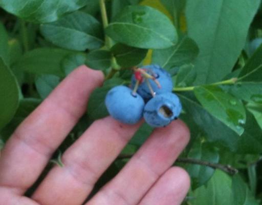 5 Chapel Road Orono, ME 04473 - Photo 25 of 25 Other. BLUEBERRIES