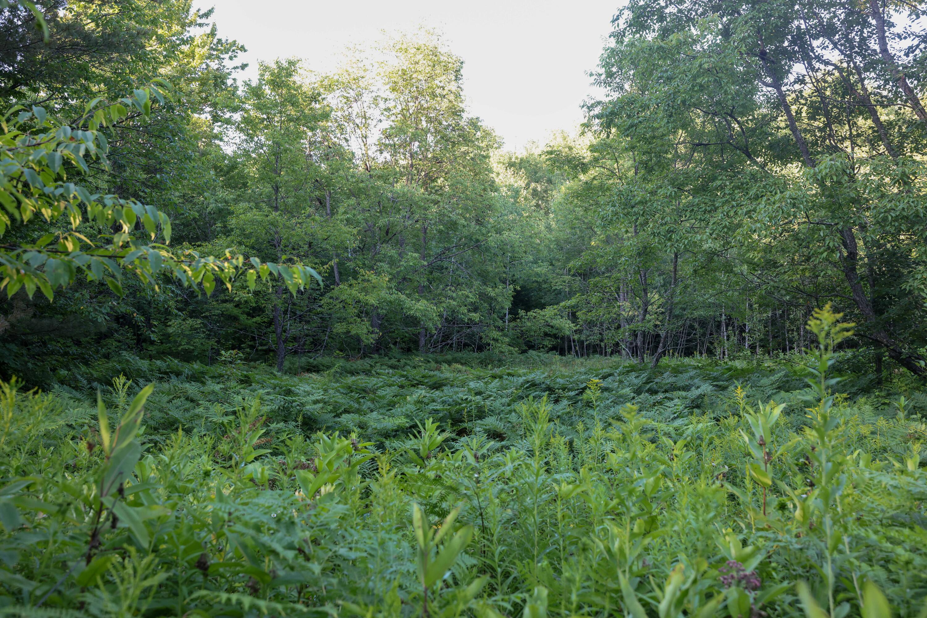 0 Ford Lake Road Germfask, MI 49836 - Photo 41 of 49 Gallery Image 41