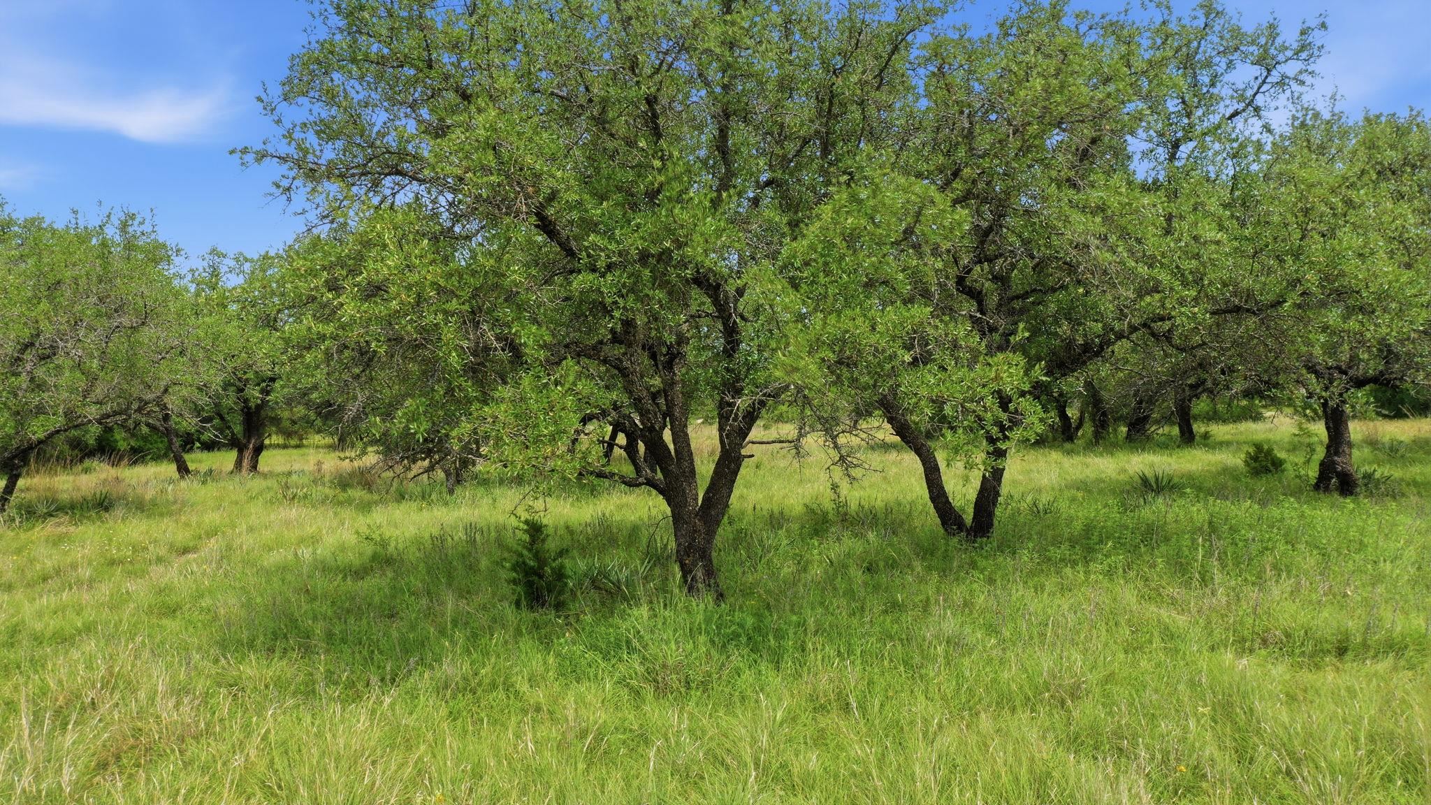 1360 Highway 84 Mullin, TX 76864 - Photo 43 of 44