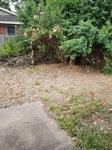 a view of a yard with plants and trees