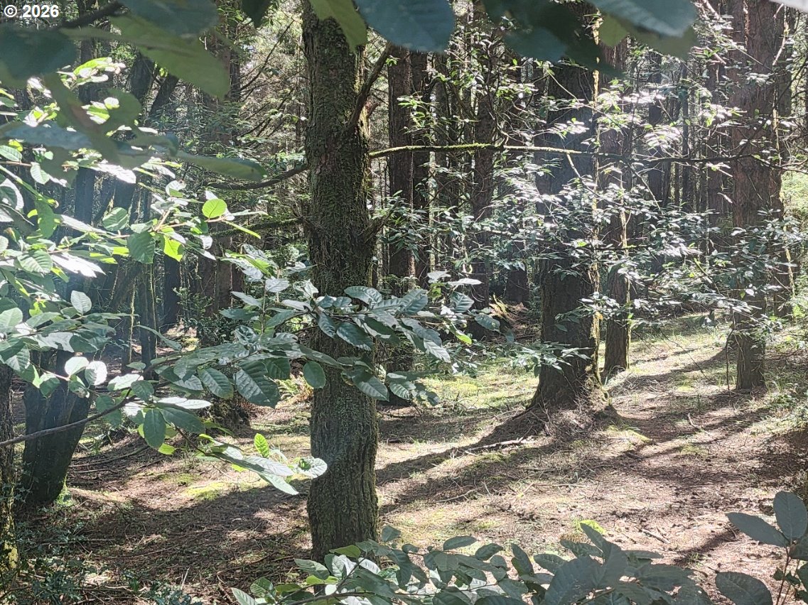 Cemetery Loop Road, Unit 2200 Port Orford, OR 97465 - Photo 6 of 8