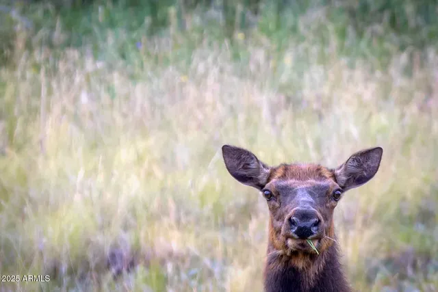 $3,990,000 | 5606 High Drive, Lakeside, AZ 85929