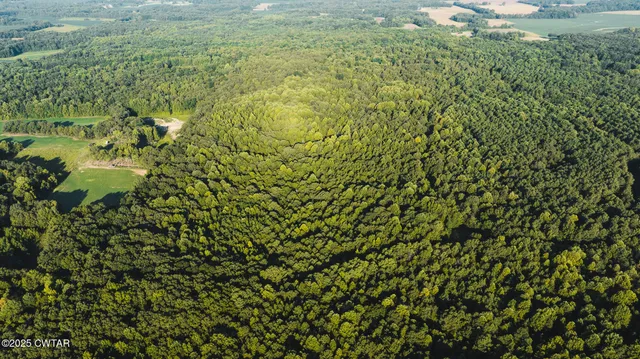 a view of a big yard with plants and large trees