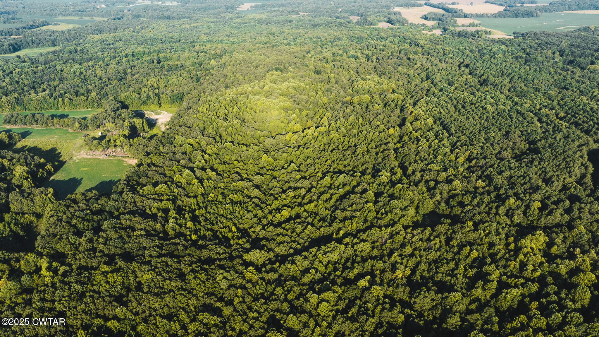 a view of a big yard with plants and large trees
