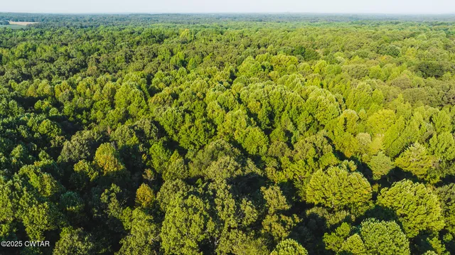 a view of a big yard with plants and large trees