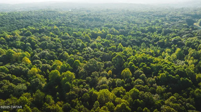 a view of a bunch of trees and bushes