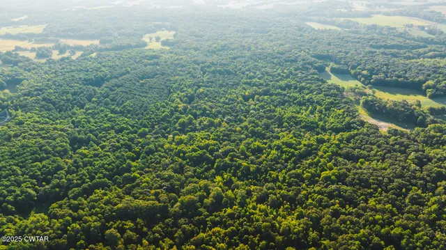 a view of a tree with a plant