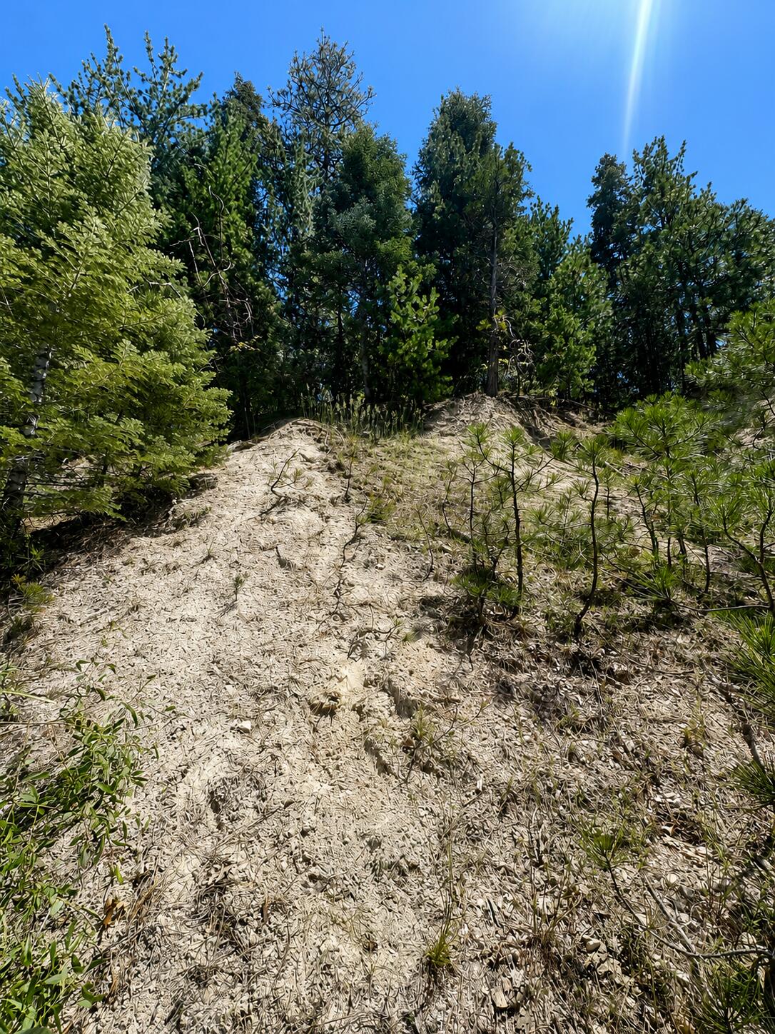 0 North Grass Valley Road Twin Peaks, CA 92391 - Photo 3 of 3 a view of a yard with plants and trees