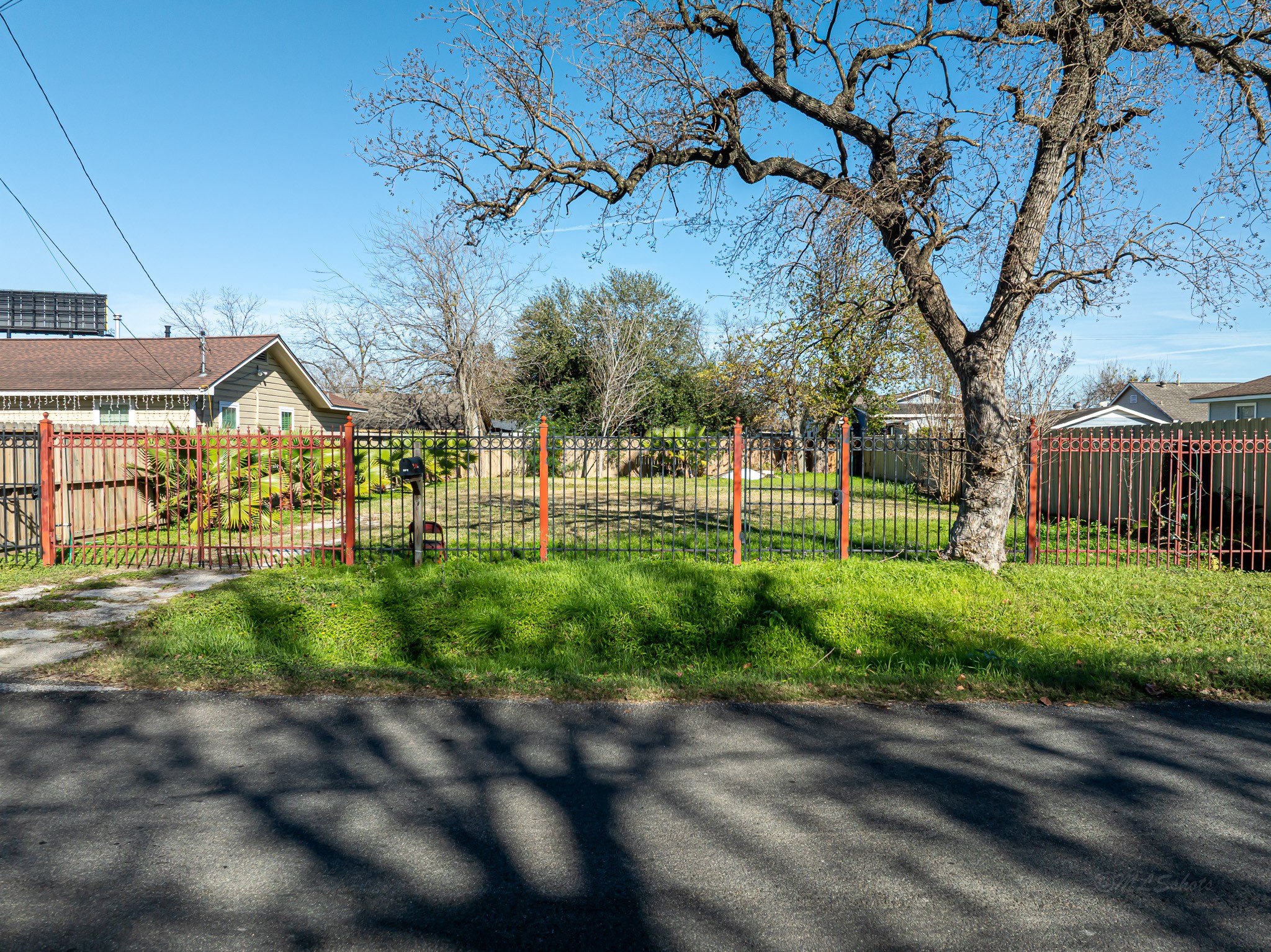 a view of a yard with plants and a large tree
