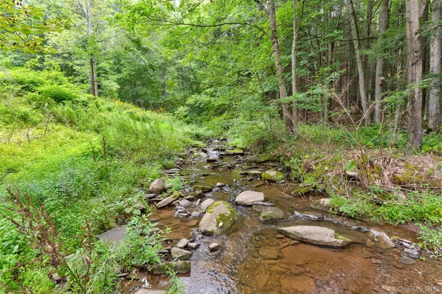 a view of a forest with plants and trees