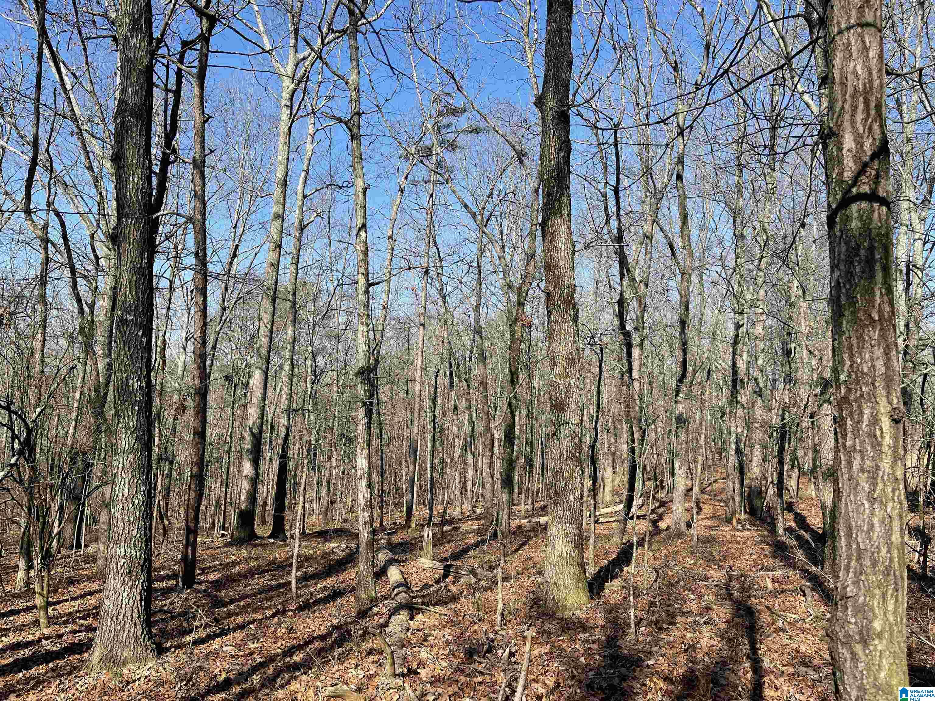 0 County Road 852, Unit 2 Ranburne, AL 36273 - Photo 4 of 19