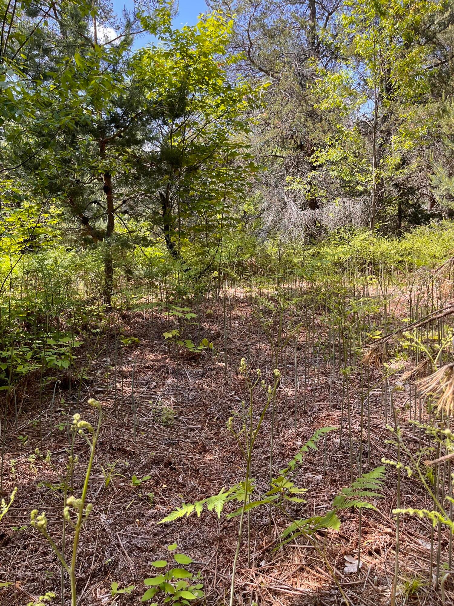 West Babbitt Road Frederic, MI 49733 - Photo 8 of 12 Gallery Image 8