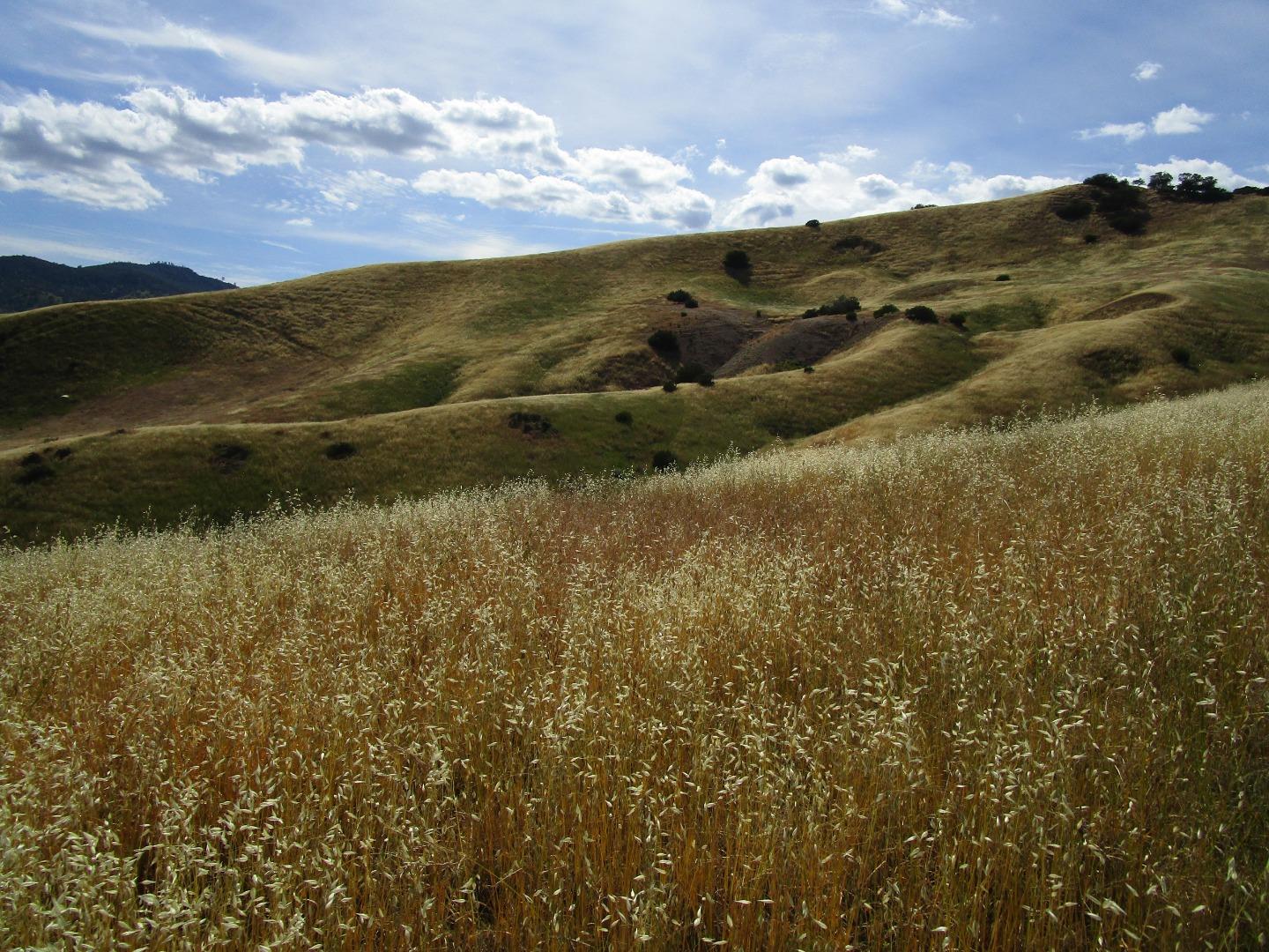 0 New Idria Road Paicines, CA 95043 - Photo 17 of 20 Gallery Image 17
